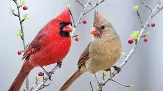 Respecting Wildlife