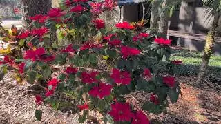 Never Seen Poinsettia Plant Before, Only Potted for Christmas Display! Winter Springs, Florida 