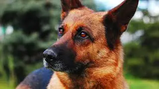 Dogs Pictures - The most beautiful photos of dogs