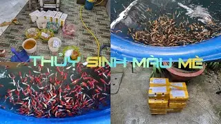 Đợt c&aacute;18 - 09- 2024 | Red Fancy Star Tail | Betta gi&aacute; học sinh | Thanh Mai Betta Shop