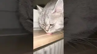 Lilo ASMR