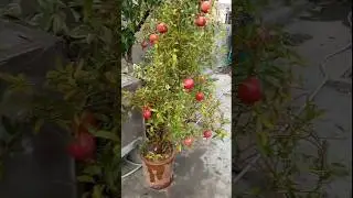 pomegranate plant fertilizer | Anar plant Growing and Fast Fruiting just 1 yers Age