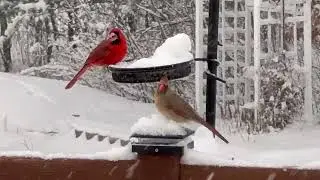 No Mess, All Birds! Kaytee Wild Bird Food Review + Get Yours Now!