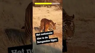 Quiz! Raad het land! | Klimaatkamioenen 🌎 | @CartoonNetworkBEN