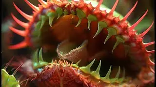 I asked AI to create carnivorous plant images. These are the results...