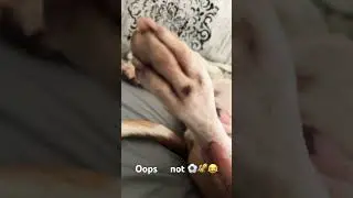 😂sub for more Remyboy🐶