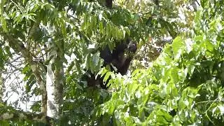 Bornean Orangutan, Pongo pygmaeus, Kinabatangan, Sabah, Borneo, Malaysia, 6 Dec 2013 (3/5)
