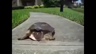Quick turtle   Черепахи бывают быстрыми