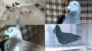 এই শীতে মুরগি এবং কবুতরের অবস্থা 🐔