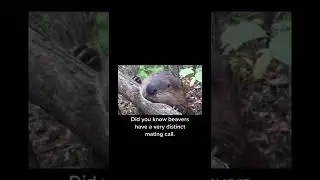Beaver's Mating Call