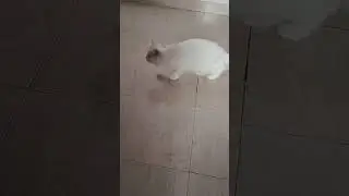a cat vs fly who will win?