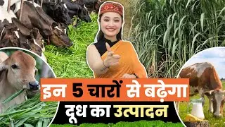 गाय को खिलाओ ये 5 घास, और दूध मिलेगा ज्यादा! Top 5 Grasses Every Dairy Farmer Must Grow