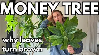 5 Reasons your MONEY TREE Leaves Turn Brown & Fall Off