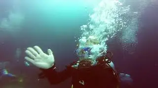 Moalboal Sardine Run 2017