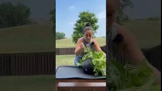 Repotting and separating a golden pothos plant #plantcare #plantcaretips #pothosplant