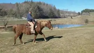 American Bashkir Curly horse