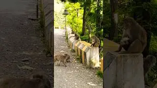 #ayubia #nathiagali #muree #monkeys  camp