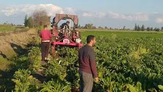 جهاز تقليع البنجر للجرار الروماني شغل جديد