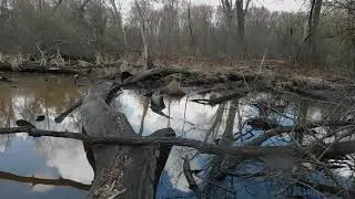 Toads, Cold Spring Park, Newton, MA, April 10, 2021
