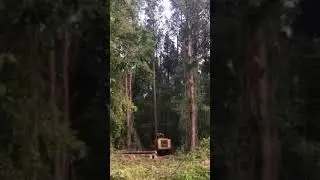 Tigercat 720 felling big Georgia pine