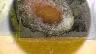 Osmia lignaria larva to cocoon pt.2 of 2