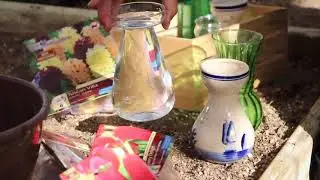 Forcing spring bulbs part one
