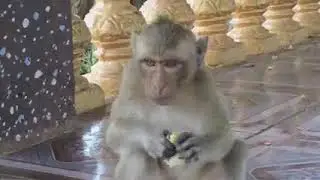 Akloe Monkey Look Very Cute For His Attitude Very Sweet Monkey Milo Emily's brother