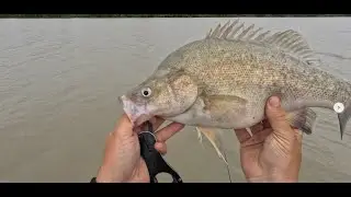 Livescope fishing for callop on the Murray River
