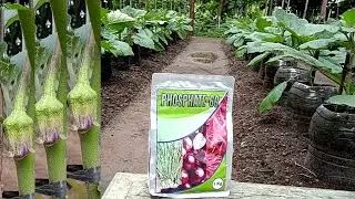terbukti nyata!! dengan pupuk ini bunga & bakal buah menolak rontok