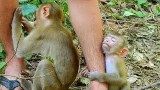 Little monkey are grooming!