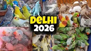Delhi Bird's Market || Lal Qila Birds Market 2026 | Bird Market Delhi 2026 Baby Parrot 
