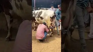 #dhendwaldairyfarm #farmtalk #farming #animals #chopradairyfarm #haryana #sell #karnataka #bread