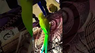 🦜#милый митту#говорящий попугай#птицы #тренды #попугай #youtube #WhatsApp#вирусный#короткометражк...