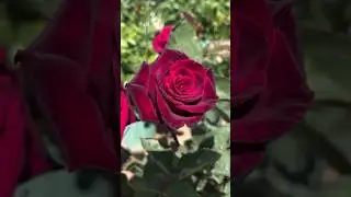 #flowers #rosecaring #nature #garden #beautifulflowers
