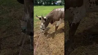 Trying to get this calf so she&rsquo;ll lead with a halter