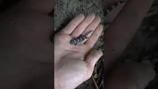 I Found A Coastal Plain Marble Salamander!