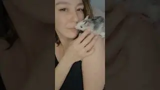 A Beauty and her rats 🐀p.2 #fun #shorts #rat #short #shortvideo  #youtubeshorts #youtube #top #funny