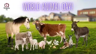 Celebrate World Animal Day with Mirabella TV!
