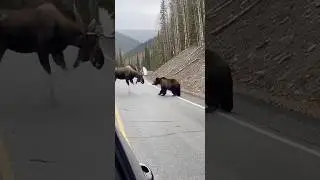 What happens when an elk and a grizzly bear cross paths?  #wildlife