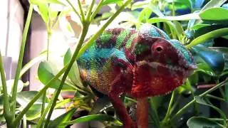 Ambilobe Panther Chameleon Eating HD