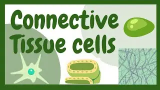 Cells of Connective Tissue || Structure & Functions