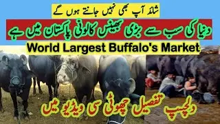 Bhains Colony Karachi: World's Largest Buffalo Colony Secrets Revealed | بھینس کالونی کراچی