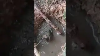 detik detik proses tarik tambang dengan belut monster#short