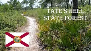 Hike in Tate's Hell State Forest #hiking #botany
