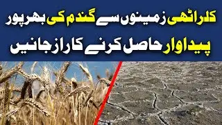 How to  get maximum production of wheat crop on saline soil | Wheat cultivation