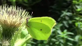 Le Papillon Citron Gonepteryx rhamni