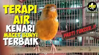 TERAPI AIR KENARI MACET BUNYI TERBAIK#kenarifullisian #kenarigacor #canarybirds