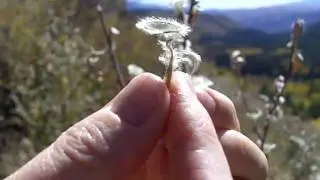Mountain Mahogany