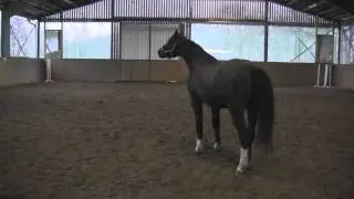 Pferd tobt in Zeitlupe
