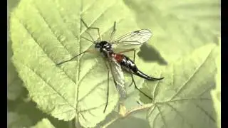 Tipulidae: Tanyptera atra